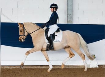 German Riding Pony, Stallion, 5 years, 14 hh, Palomino