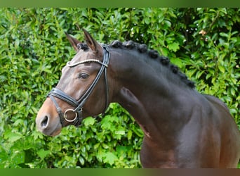 German Riding Pony, Stallion, 5 years, 14,1 hh, Bay-Dark