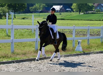 German Riding Pony, Stallion, 5 years, 14,1 hh, Bay-Dark