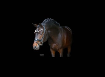 German Riding Pony, Stallion, 5 years, 14,1 hh, Bay-Dark