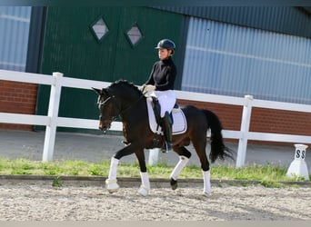 German Riding Pony, Stallion, 5 years, 14,1 hh, Bay-Dark