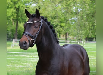 German Riding Pony, Stallion, 5 years, 14,1 hh, Bay-Dark