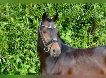 German Riding Pony, Stallion, 5 years, 14,1 hh, Bay-Dark