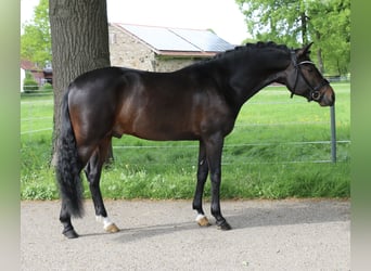 German Riding Pony, Stallion, 5 years, 14,1 hh, Bay-Dark