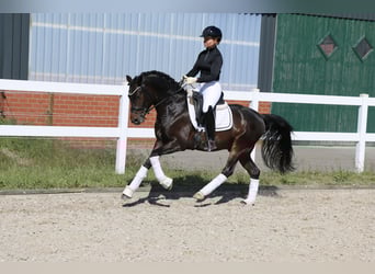 German Riding Pony, Stallion, 5 years, 14,1 hh, Bay-Dark