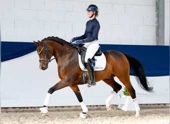 German Riding Pony, Stallion, 5 years, 15 hh, Brown