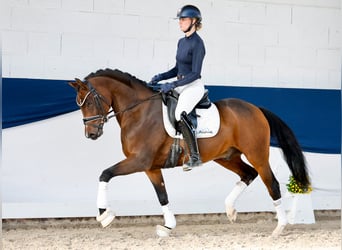 German Riding Pony, Stallion, 5 years, 15 hh, Brown