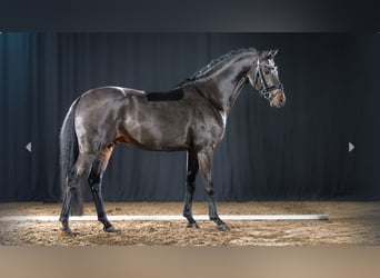 German Riding Pony, Stallion, 5 years, Bay-Dark