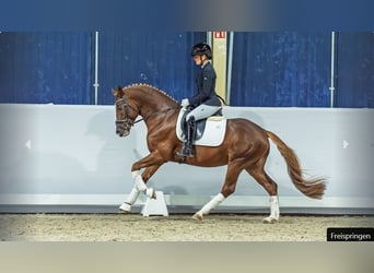 German Riding Pony, Stallion, 5 years, Chestnut