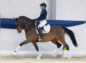 German Riding Pony, Stallion, 6 years, 14.1 hh, Brown