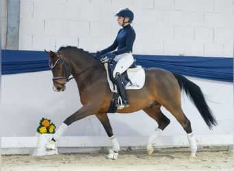 German Riding Pony, Stallion, 6 years, 14.1 hh, Brown