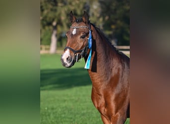 German Riding Pony, Stallion, 6 years, 14,1 hh, Brown