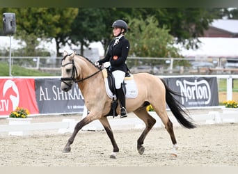 German Riding Pony, Stallion, 6 years, 14.1 hh, Buckskin