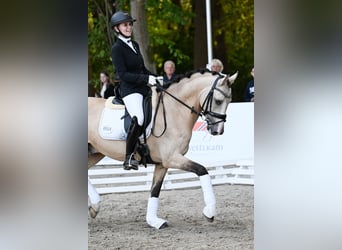 German Riding Pony, Stallion, 6 years, 14.1 hh, Buckskin