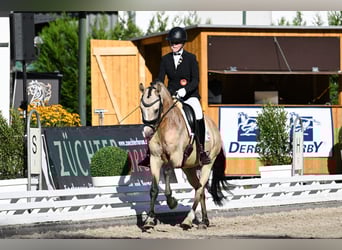 German Riding Pony, Stallion, 6 years, 14.1 hh, Buckskin