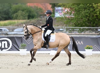 German Riding Pony, Stallion, 6 years, 14.1 hh, Buckskin