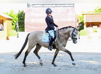 German Riding Pony, Stallion, 6 years, 14.1 hh, Buckskin