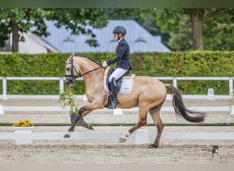 German Riding Pony, Stallion, 6 years, 14.1 hh, Buckskin