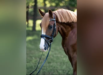 German Riding Pony, Stallion, 6 years, 14.1 hh, Chestnut-Red