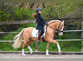 German Riding Pony, Stallion, 6 years, 14.1 hh, Palomino