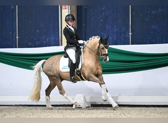 German Riding Pony, Stallion, 6 years, 14,1 hh, Palomino