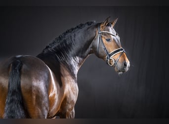 German Riding Pony, Stallion, 6 years, 14.2 hh, Bay-Dark