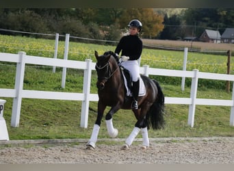 German Riding Pony, Stallion, 6 years, 14,2 hh, Brown