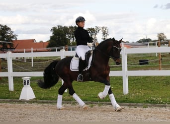 German Riding Pony, Stallion, 6 years, 14,2 hh, Brown