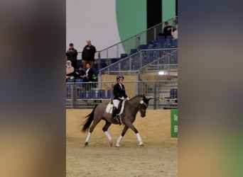 German Riding Pony, Stallion, 6 years, 14.2 hh, Dun