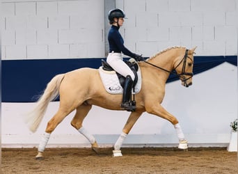 German Riding Pony, Stallion, 6 years, 14.2 hh, Palomino
