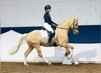 German Riding Pony, Stallion, 6 years, 14.2 hh, Palomino