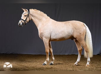 German Riding Pony, Stallion, 6 years, 14.2 hh, Palomino