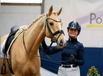 German Riding Pony, Stallion, 6 years, 14.2 hh, Palomino