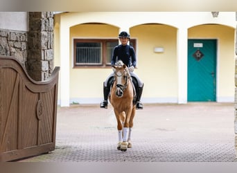 German Riding Pony, Stallion, 6 years, 14.2 hh, Palomino