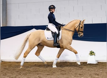 German Riding Pony, Stallion, 6 years, 14.2 hh, Palomino