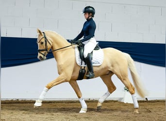 German Riding Pony, Stallion, 6 years, 14.2 hh, Palomino