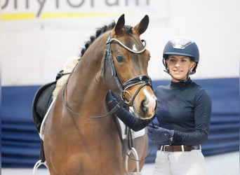 German Riding Pony, Stallion, 6 years, 14,1 hh, Brown