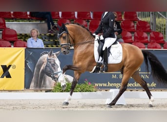 German Riding Pony, Stallion, 6 years, 14,1 hh, Brown