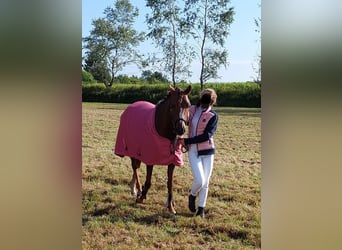 German Riding Pony, Stallion, 7 years, 14.1 hh, Chestnut