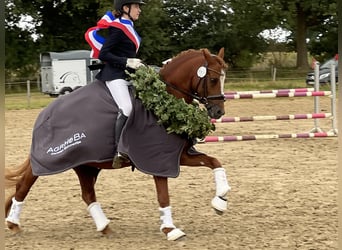 German Riding Pony, Stallion, 7 years, 14,1 hh, Chestnut-Red