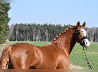 German Riding Pony, Stallion, 8 years, 14.1 hh, Chestnut-Red