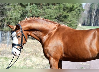 German Riding Pony, Stallion, 8 years, 14.1 hh, Chestnut-Red