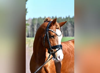 German Riding Pony, Stallion, 8 years, 14,1 hh, Chestnut-Red