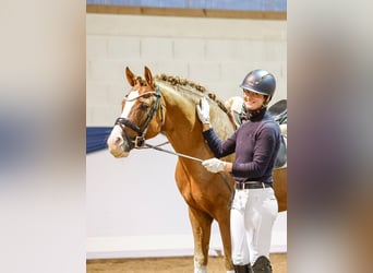 German Riding Pony, Stallion, 8 years, Chestnut
