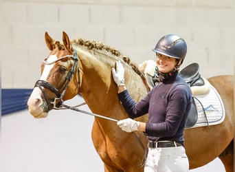 German Riding Pony, Stallion, 8 years, Chestnut