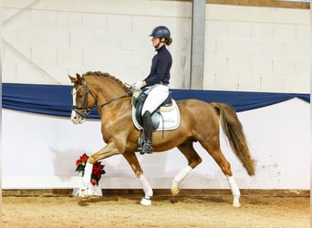 German Riding Pony, Stallion, 8 years, Chestnut