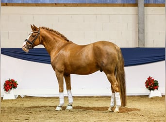 German Riding Pony, Stallion, 8 years, Chestnut