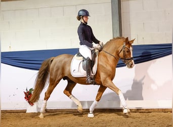 German Riding Pony, Stallion, 8 years, Chestnut