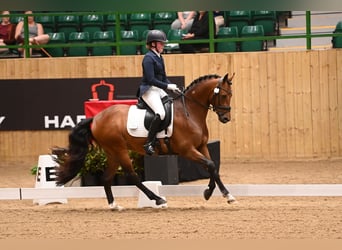 German Riding Pony, Stallion, 9 years, 14.1 hh, Bay