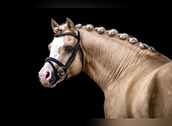 German Riding Pony, Stallion, 9 years, 14.1 hh, Palomino
